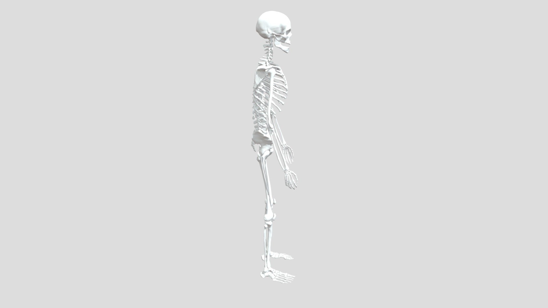 Skeleton - Download Free 3D model by pghaderi981 [413c147] - Sketchfab