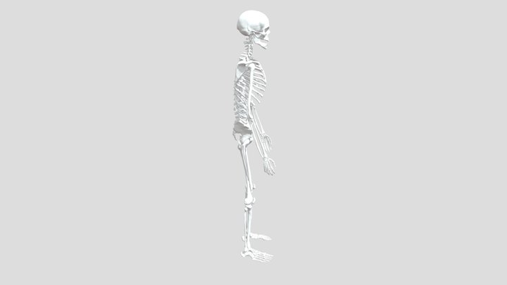 Skeleton 3D Model