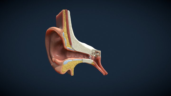 3D Ear cross section 3D Model