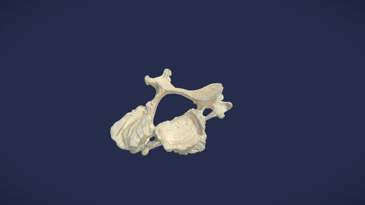 4. Halswirbel (C4) - 4th cervical vertebra 3D Model