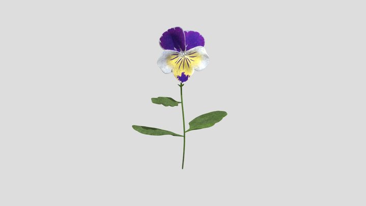 Violet 3D Model