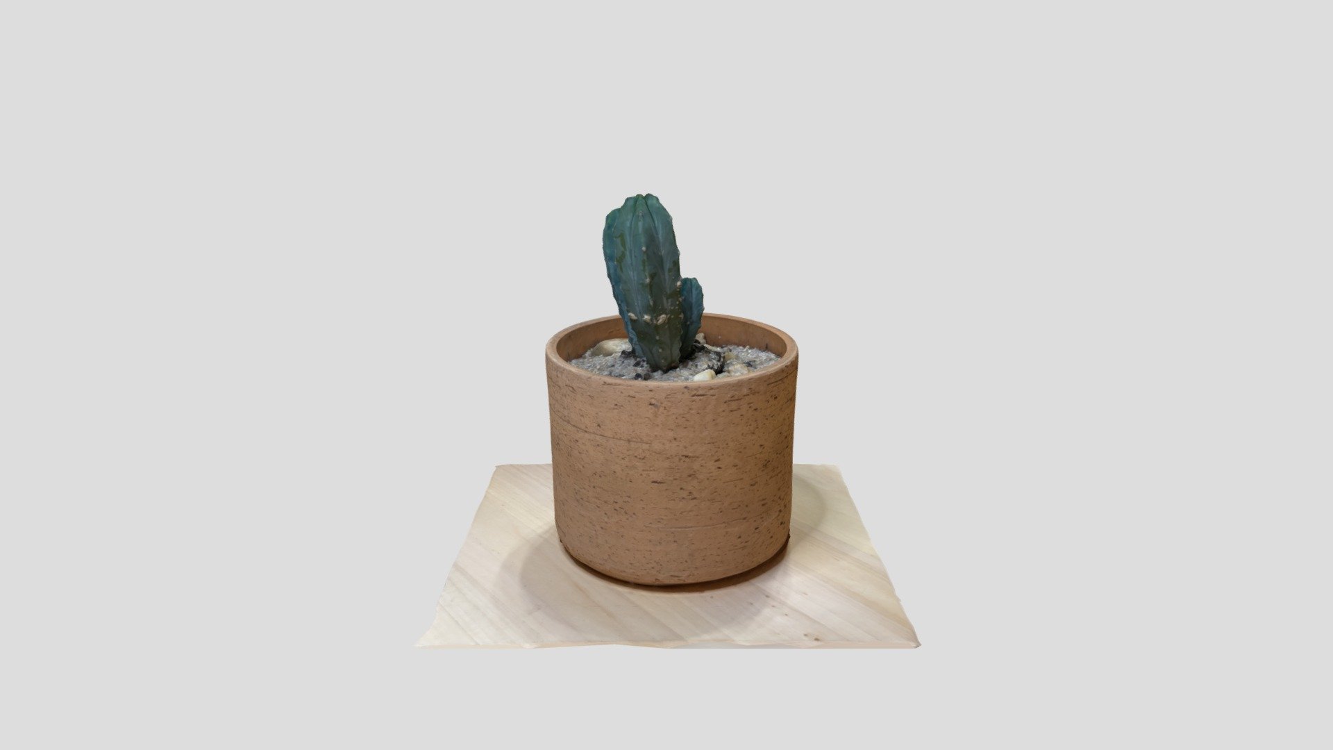 Cactus in terracotta pot - Download Free 3D model by StevanDantic ...