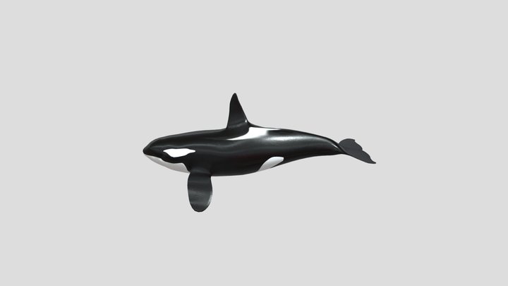 Orca (Credit:Animation by GRIP420) 3D Model