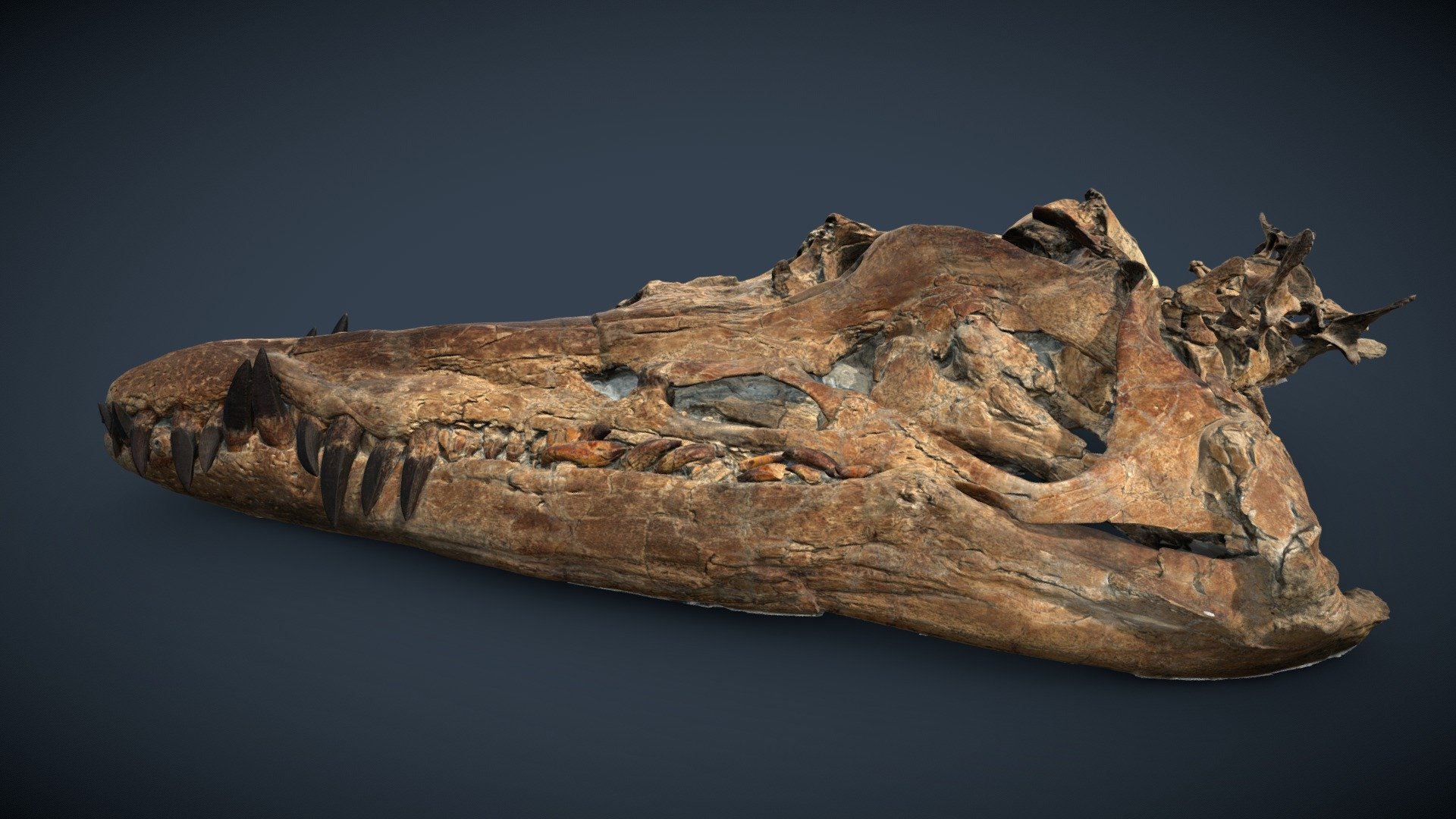 Kimmeridge Pliosaur Skull - 3D model by ThinkSee3D [41538c2] - Sketchfab