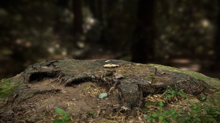 Tree Stump 3D Scan [Free] 3D Model