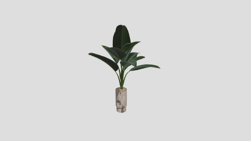 Plants Bird Of Paradisebird Vase