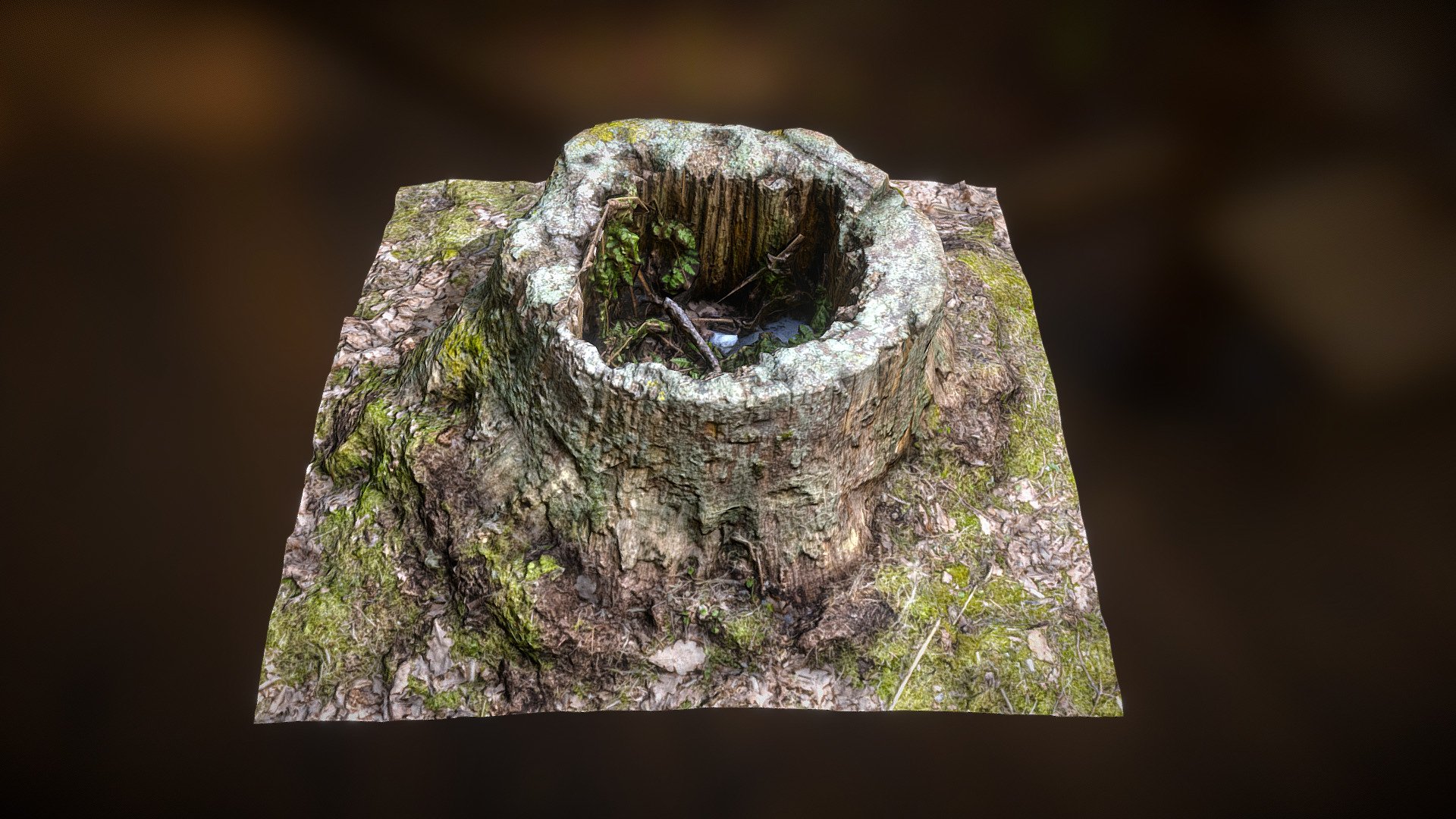 Stump 7