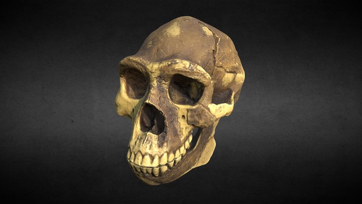 Homo erectus - Skull 3D Model