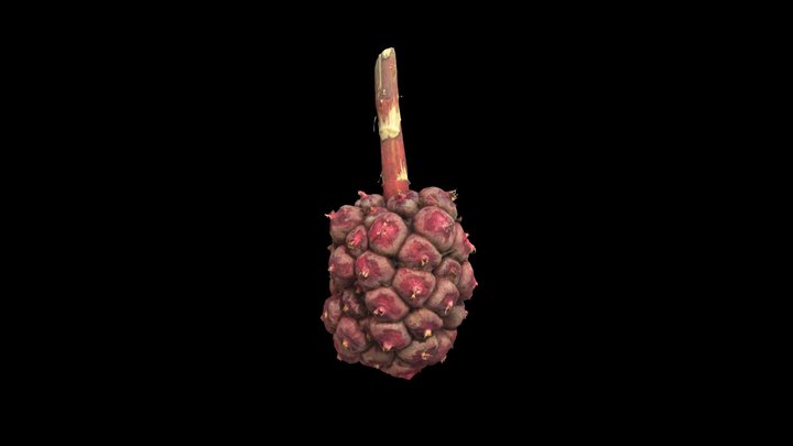 Asam Cakala 3D Model
