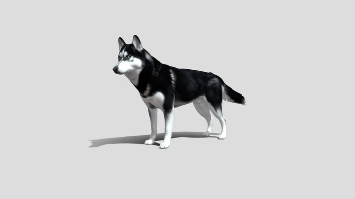 Husky dog 3D Model