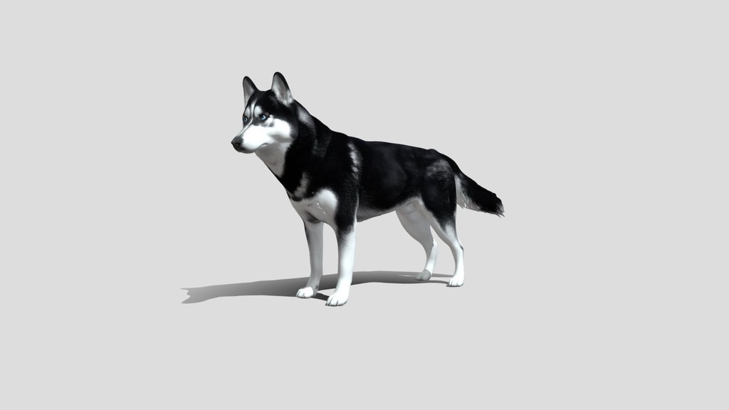 Husky dog