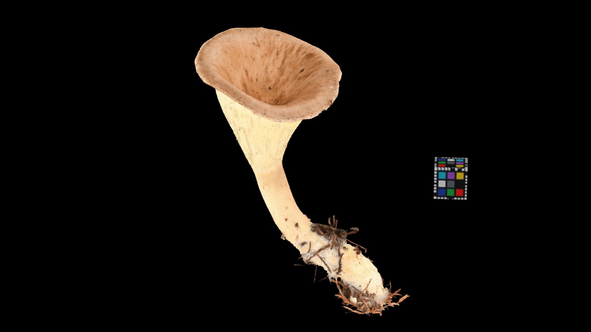 キノコ Mushroom (Unidentified yet)