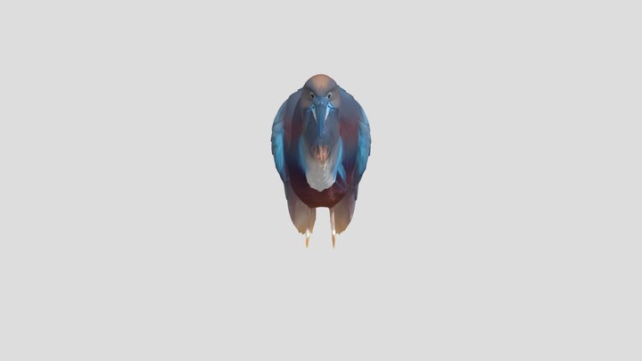 dark feathered heron standing sideways 3D Model