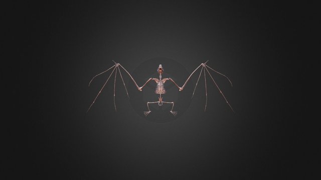Flying Fox Skeleton 3D Model