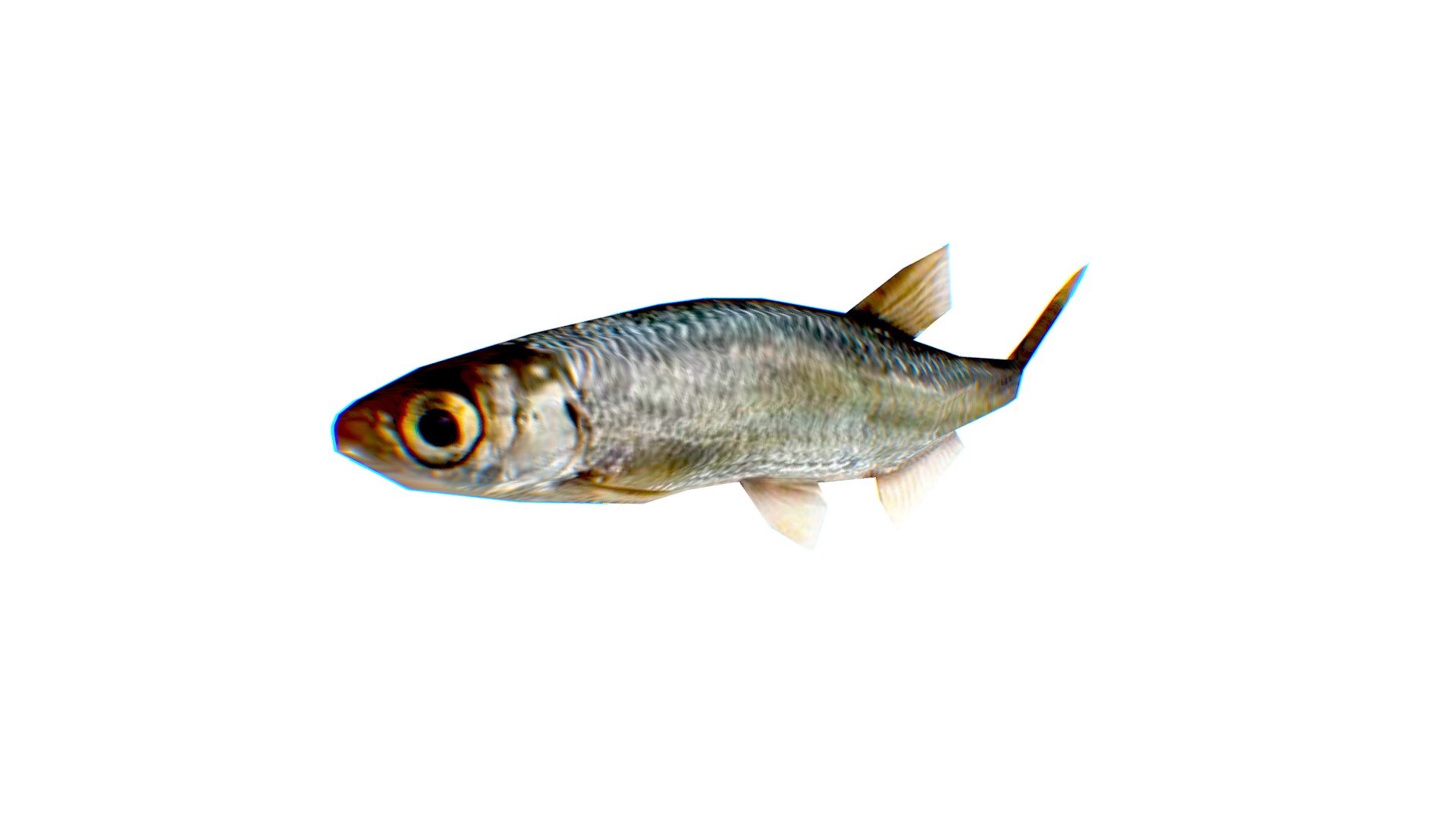 Kilka