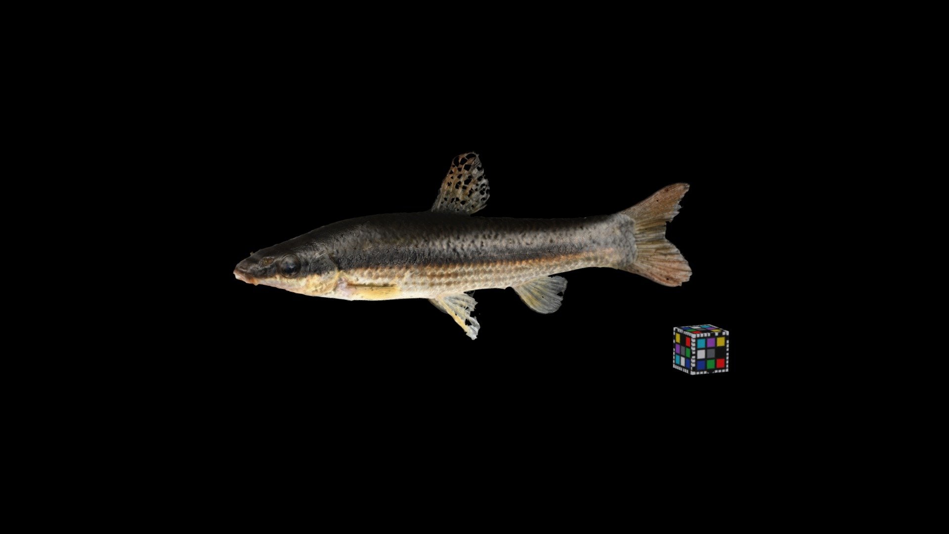 ムギツク Japanese Pencilfish, Pungtungia herzi