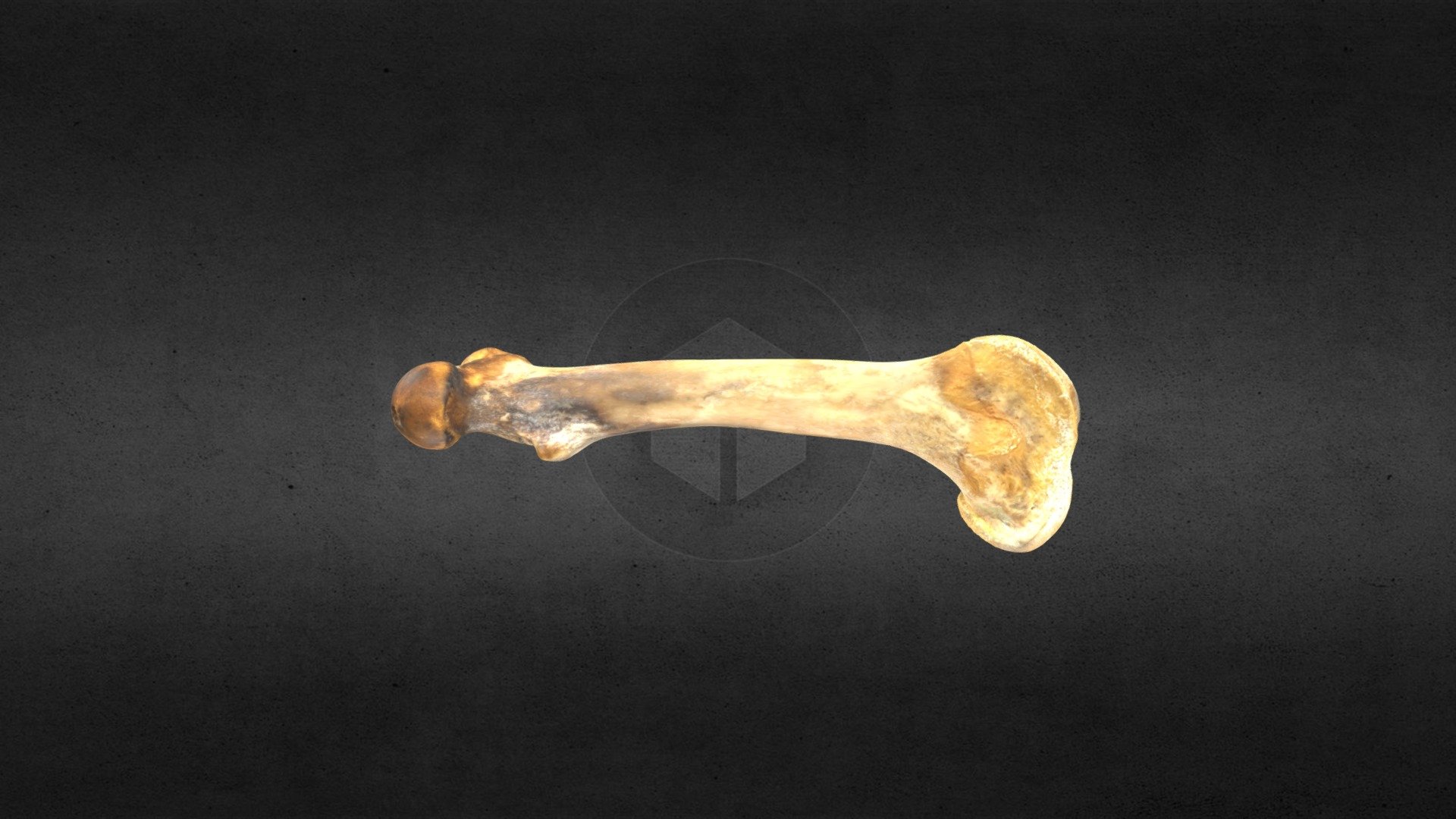 MSCC052 Ovibos moschatus Left Femur