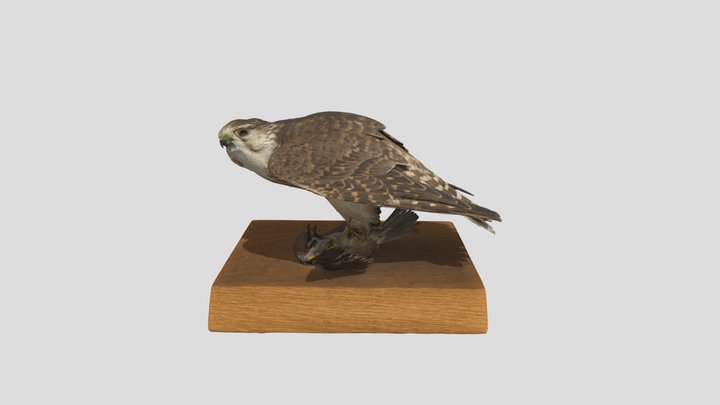 コチョウゲンボウ剥製 Merlin with Tree sparrow 3D Model