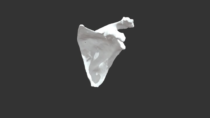 2022/02/10 - 10050882_escapula 3D Model