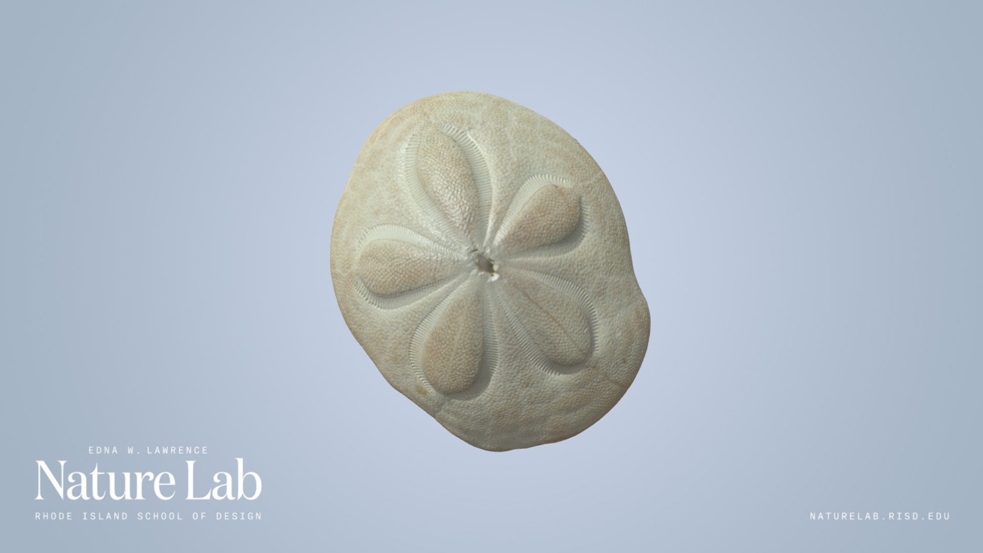 sea-biscuit-download-free-3d-model-by-risd-nature-lab-risdnaturelab