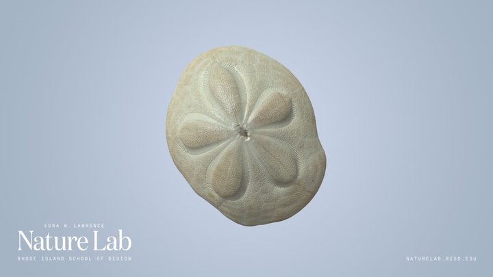 Sea Biscuit – Free 3D Model STL