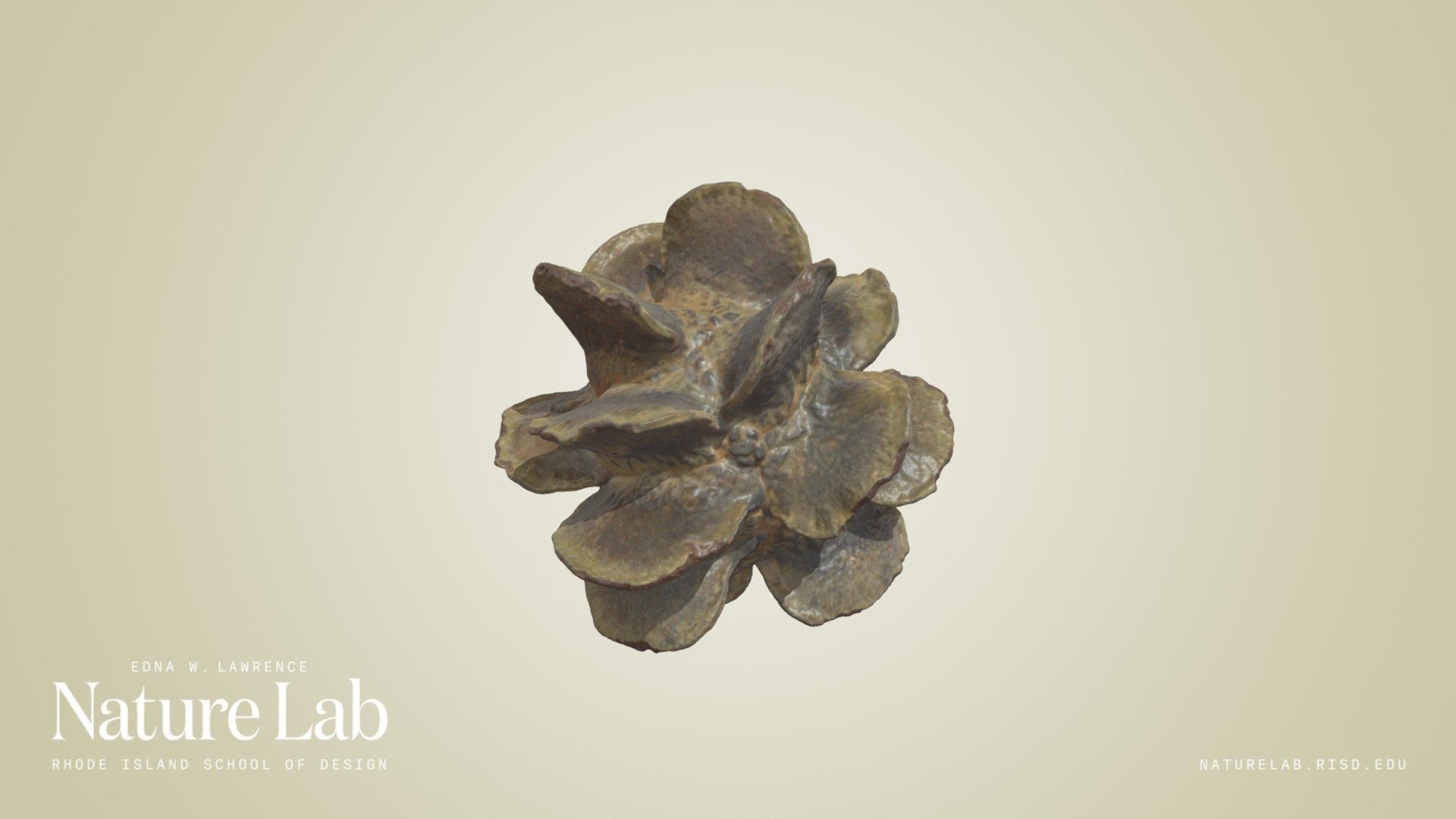 Rose Banksia