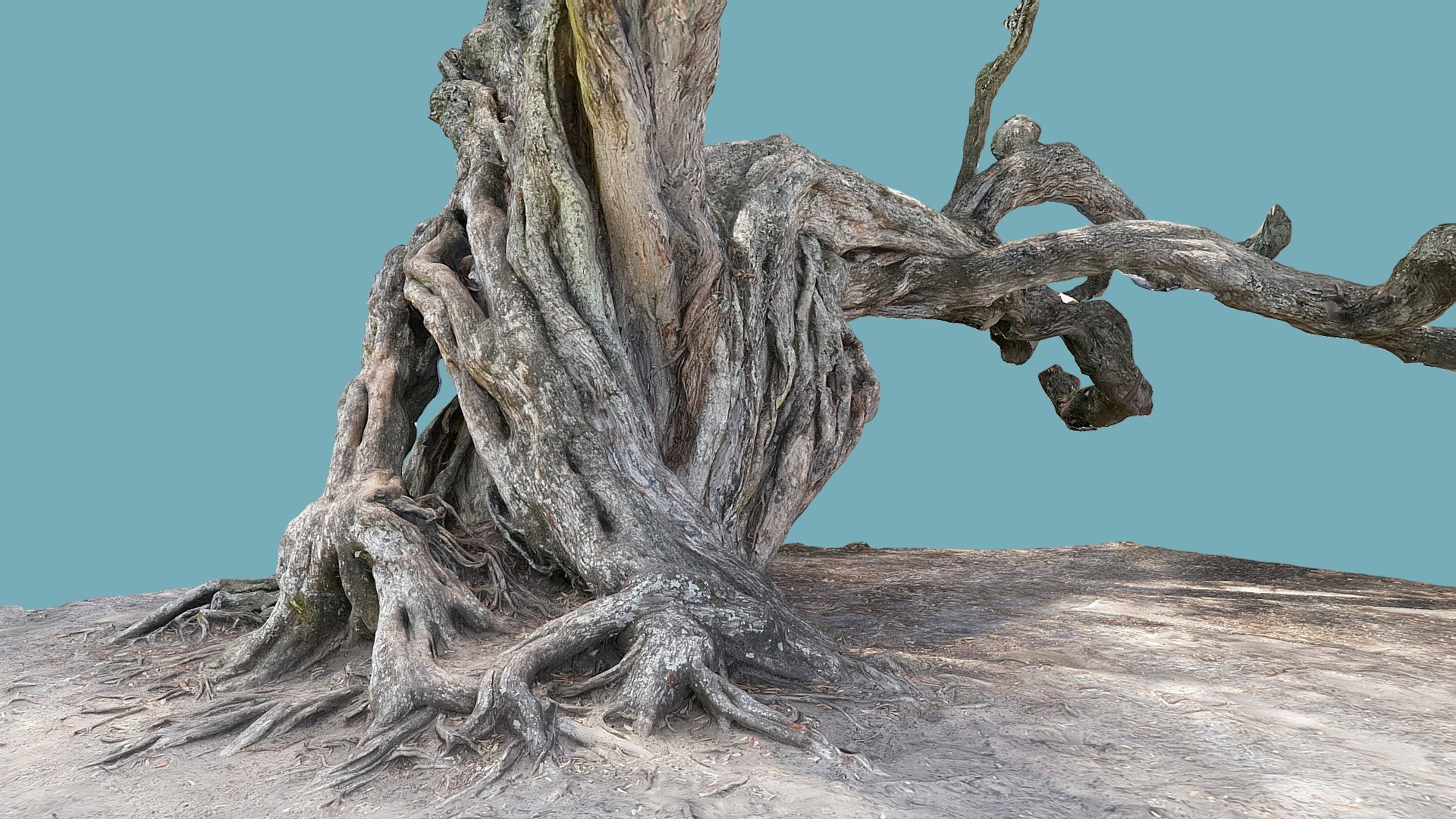 Pohutuwaka tree closeup 2