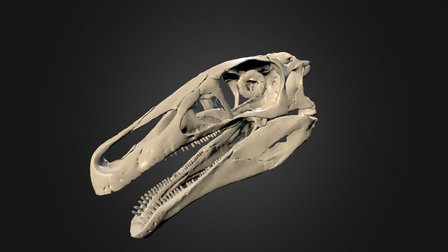 Erlikosaurus andrewsi 3D Model