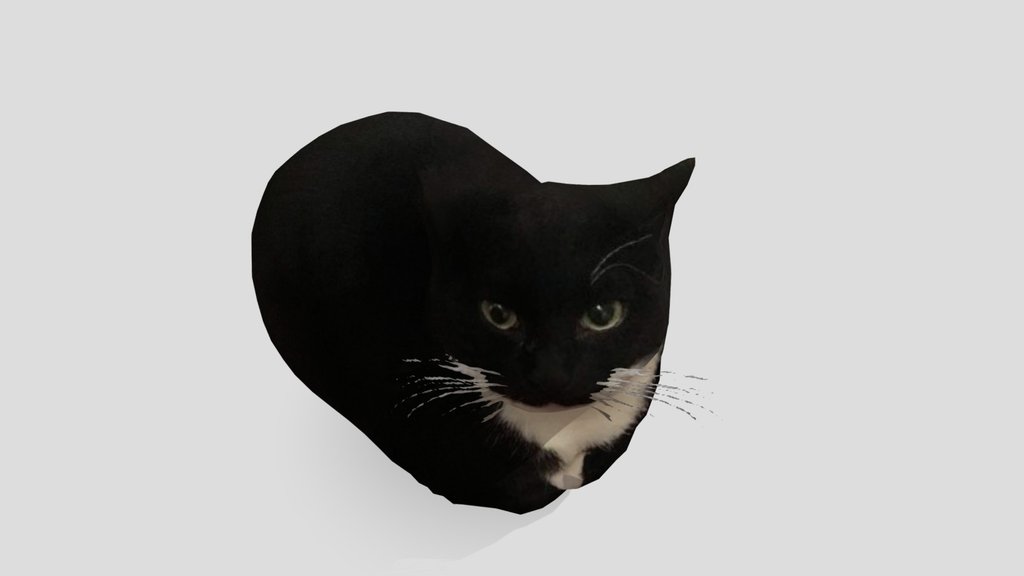 Maxwell The cat with bones animation