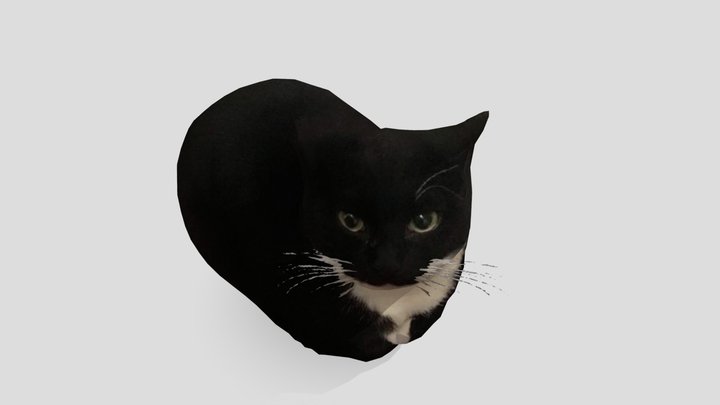 Maxwell The cat with bones animation 3D Model