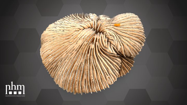 Mushroom coral (NHMW-ZOO-EV-0008405) – Gratis 3D-model STL