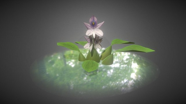 [SGP] Water Hyacinth Flower 3D Model