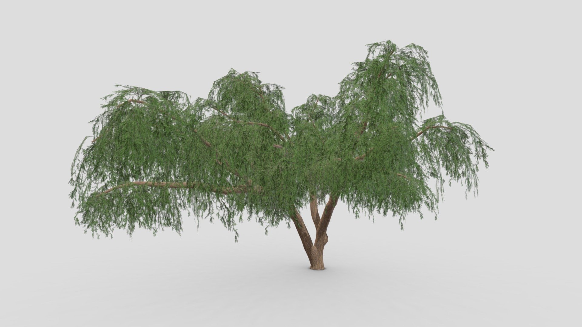 Prosopis Tree- 04 - Buy Royalty Free 3D model by ASMA3D [41862cd ...