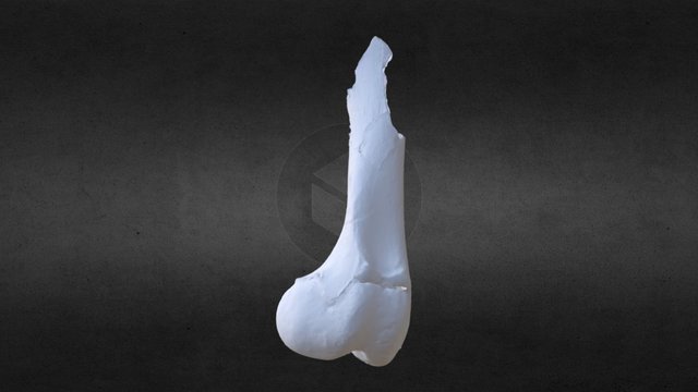 Experimental bone trauma 3D Model