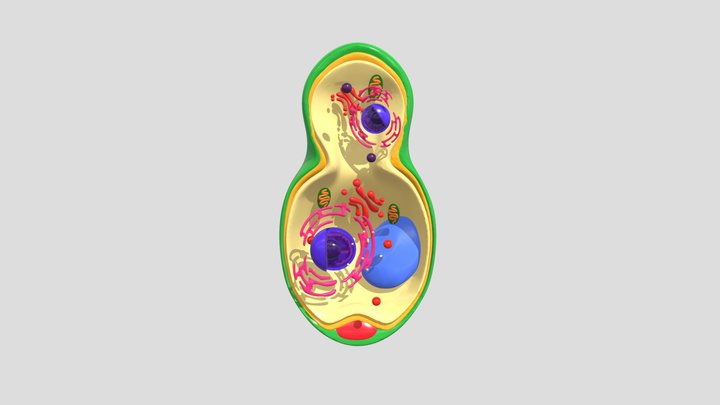 Fungal Cell 3D Model