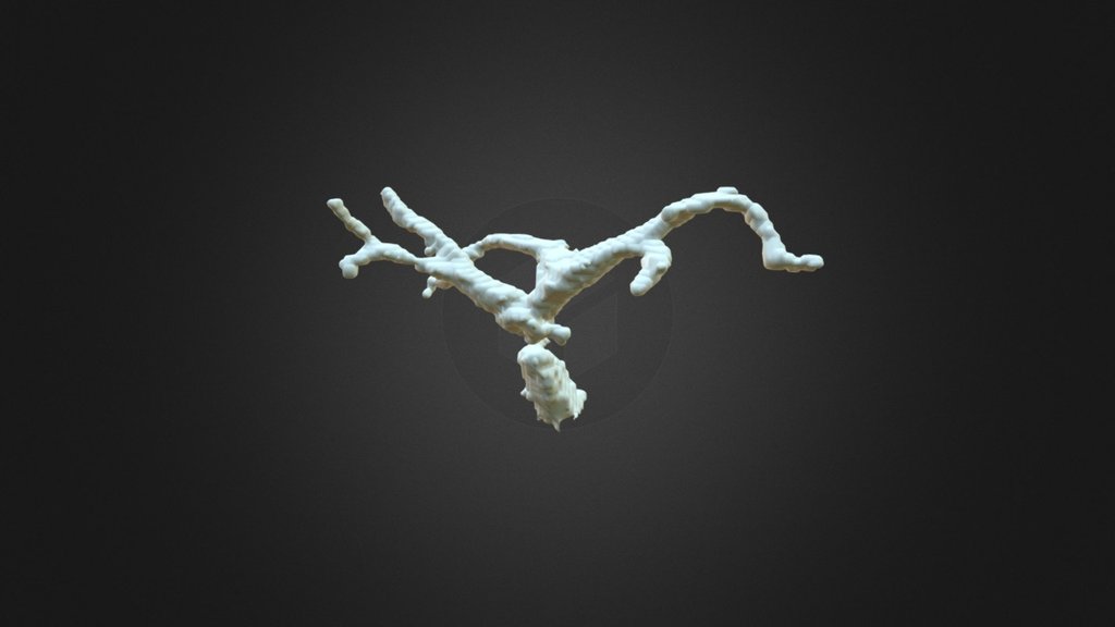 8146085BD - 3D model by chloroplast [41913ae] - Sketchfab