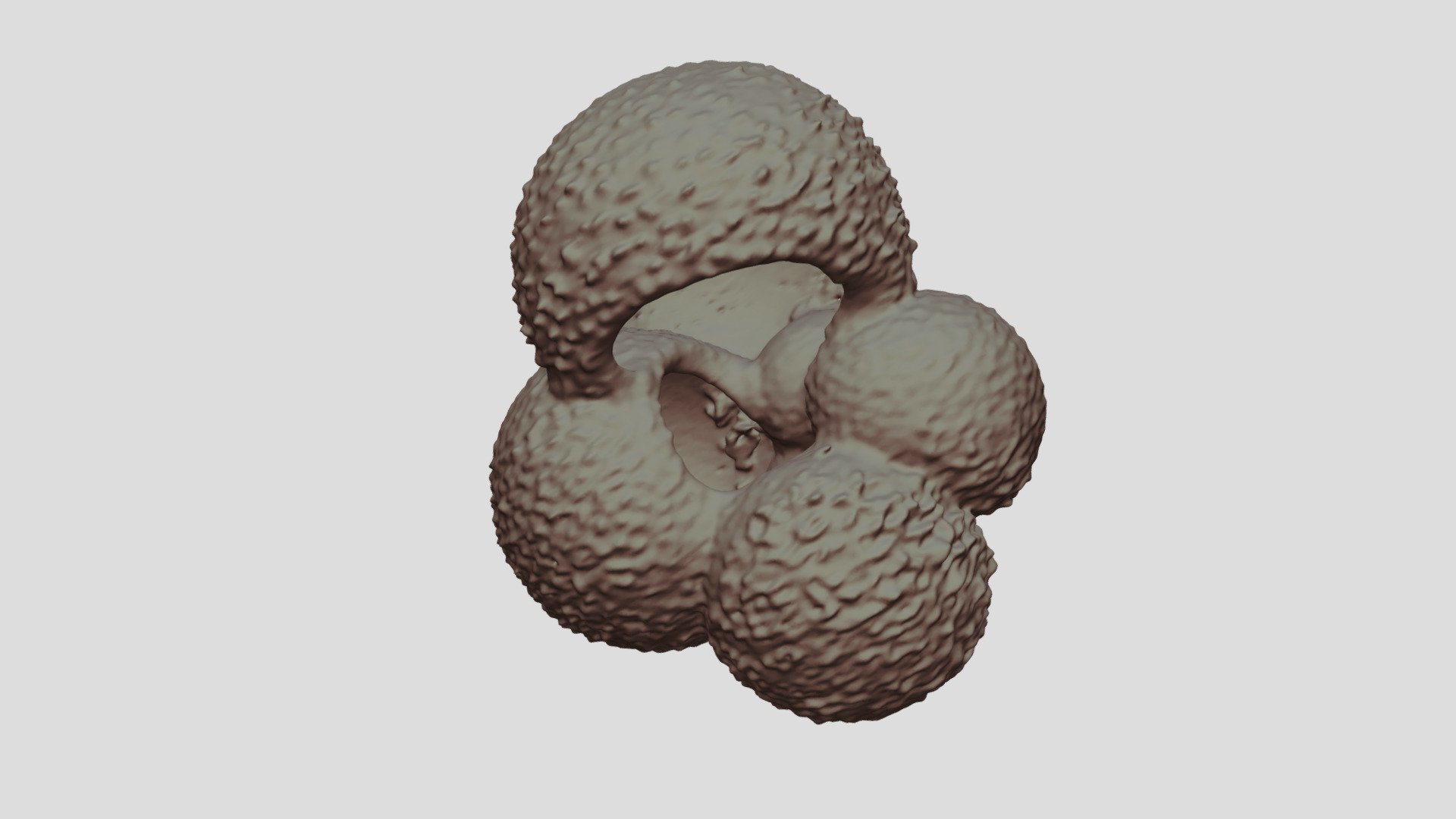 Globigerina bulloides [Geo B8502 785cm Shell-6]