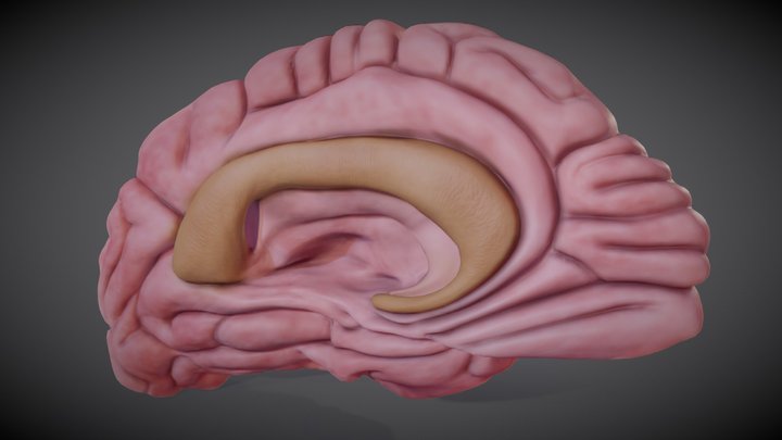 Brain left hemisphere 3D Model