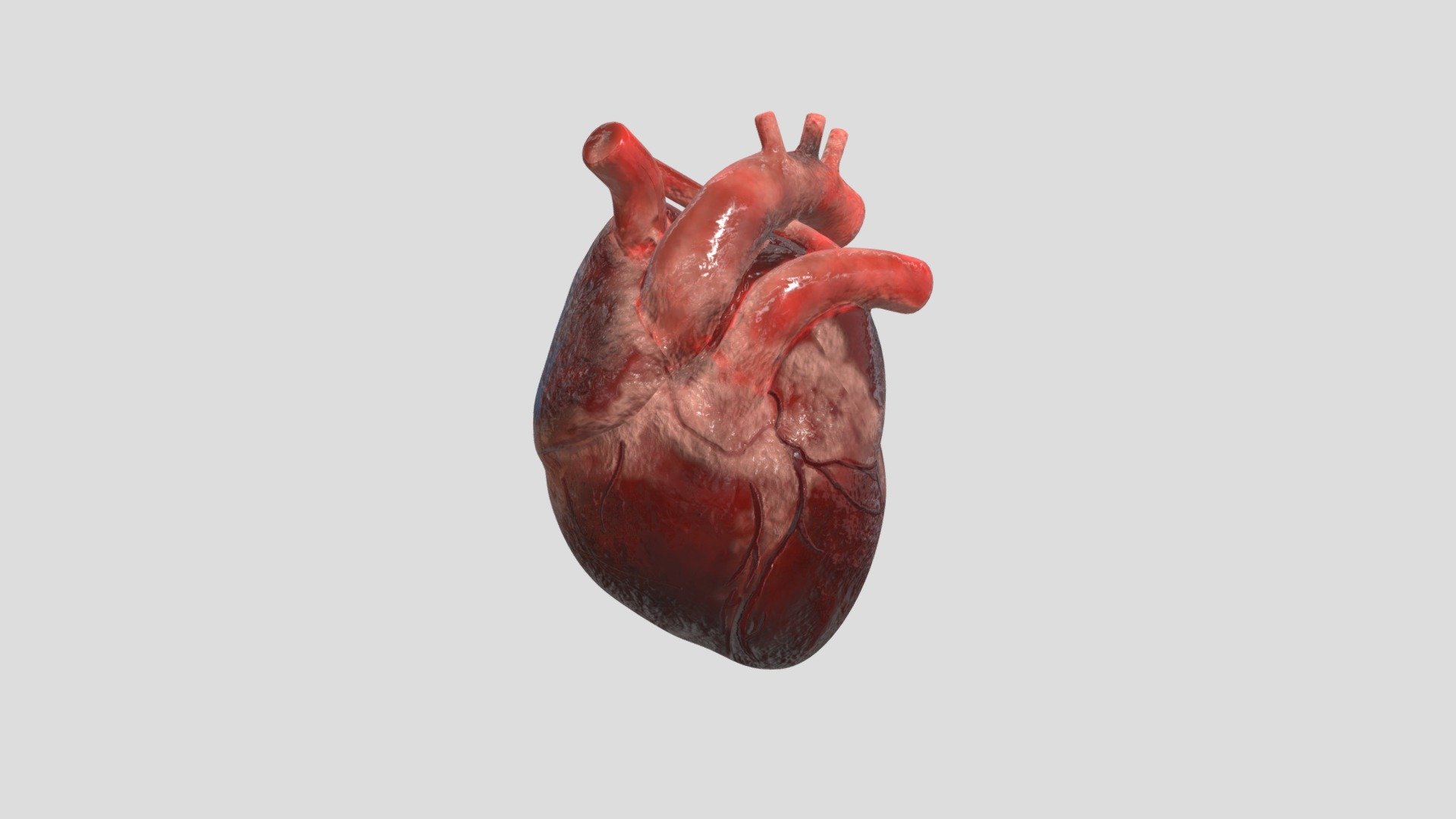 Human Heart Anatomy | Realistic - Download Free 3D model by adimed ...