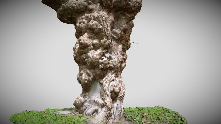 High Quality Mulberry Tree Scan 3D Model