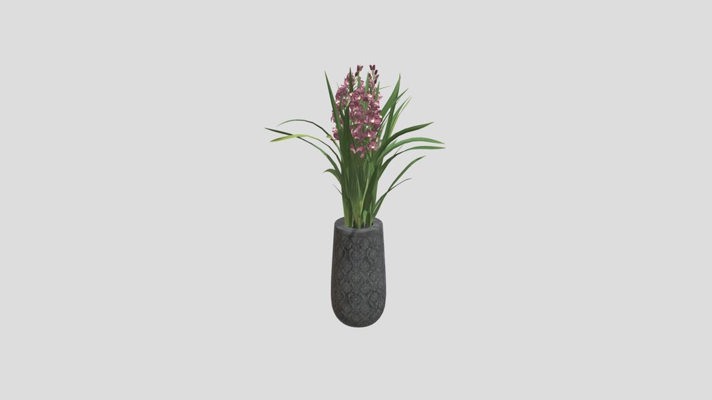 Pink Orchid Plant