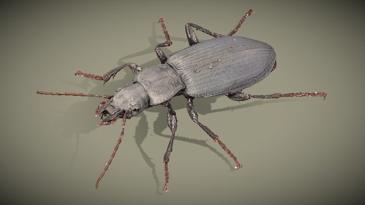 Pristonychus complanatus 3D Model