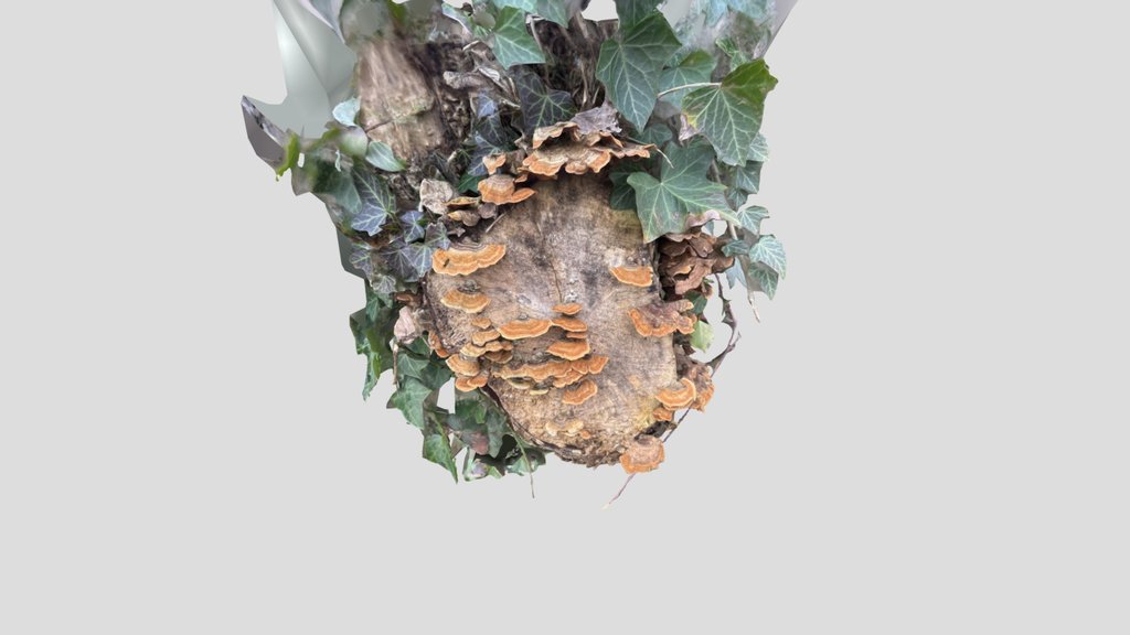 Mushroom Covered Stump