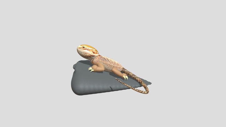 Bearded Dragon 3D Model