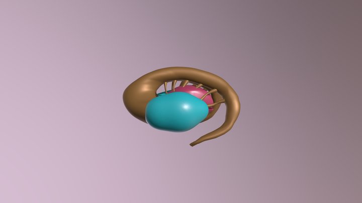 Basal ganglia 3D Model