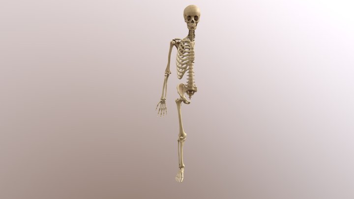 Skeleton from 3d scan 3D Model