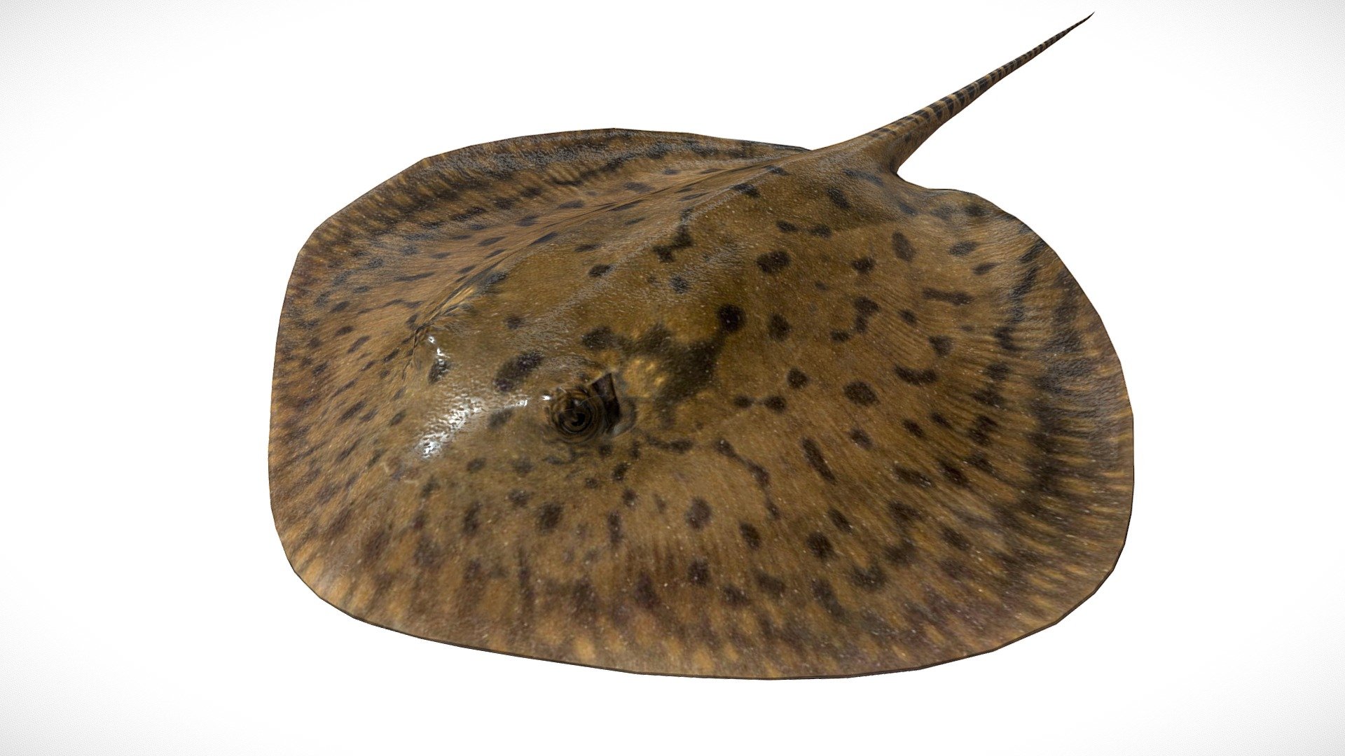 Stingray - Buy Royalty Free 3D model by Etherion Designs ...