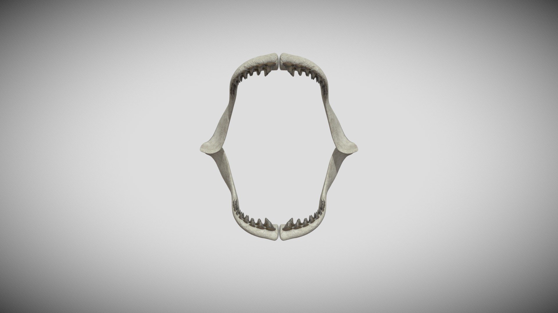 Megalodon Jaws & Teeth Fossils (Photogrammetry) - 3D model by ...
