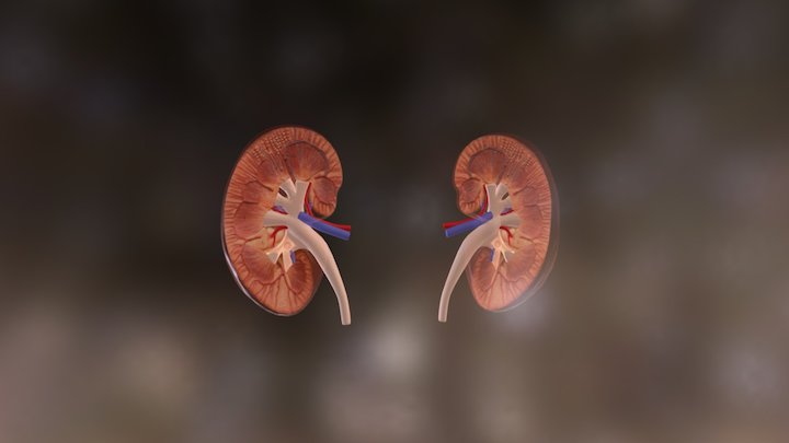 Kidney Detailed 3D Model