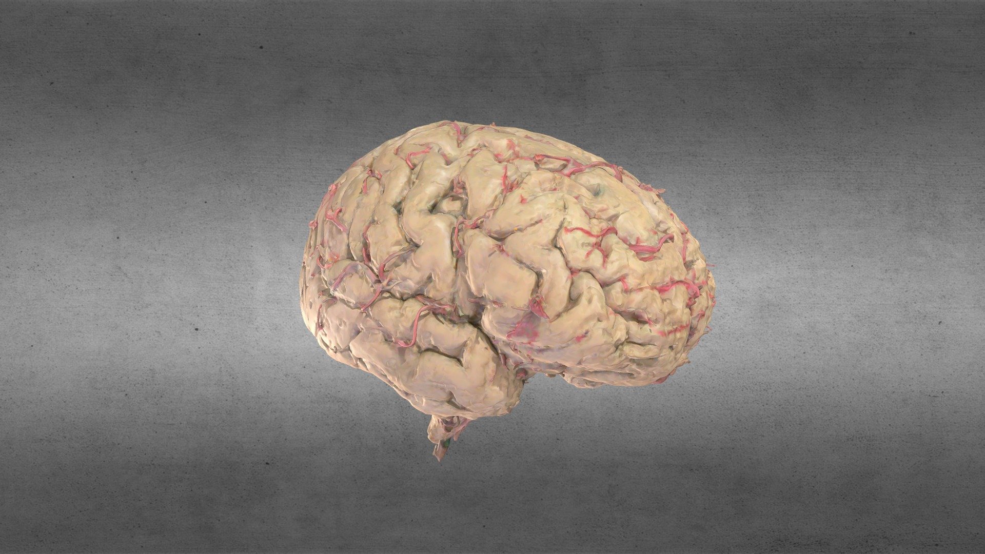 Cerebro/Brain